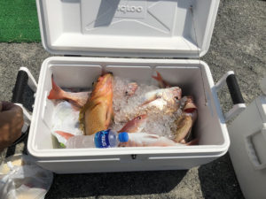 2018.09.06 水曜日 週末修行釣り部 ＆ そのあとテニス 鹿児島テニスサークル? 週末修行