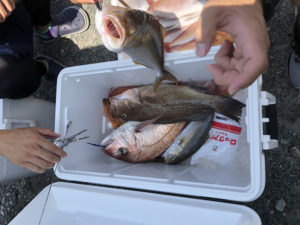 2018.09.06 水曜日 週末修行釣り部 ＆ そのあとテニス 鹿児島テニスサークル? 週末修行