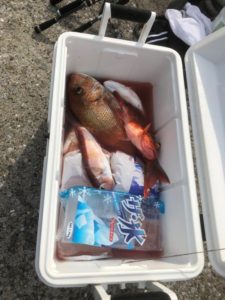 2018.11.25 日曜日 田尻君鯛釣りデビュー戦 鹿児島テニスサークル 週末修行